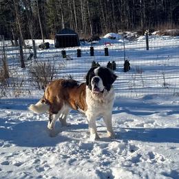 Annie - Brown and white female Saint Bernard puppy in Ladysmith, Wisconsin from Northwoods Saint Bernards
