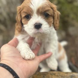 Stella - orange collar - Blenheim female Cavalier King Charles Spaniel puppy in Wilton, California from Becky's Cavalier King Charles Spaniels