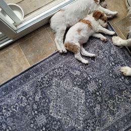 Brittany Puppies from Treasure State Brittanys