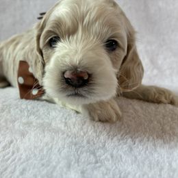 Percy Jr - Red and white male Cockapoo puppy in Adrian, Oregon from ApplebyFarm
