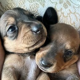 Dachshund Puppies from Scottland Ranch Dachshunds