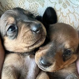 Dachshund Puppies from Scottland Ranch Dachshunds