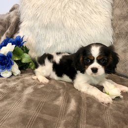 Cavalier King Charles Spaniel and Pembroke Welsh Corgi Puppies from Puppy PlayPen
