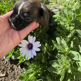 Leo - Brindle male Boxer puppy in Custer, South Dakota from Tracy's Boxers