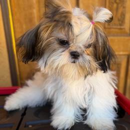 Buttons - Tricolor female Shih Tzu puppy in Victorville, California from RUMBLE n TUMBLE