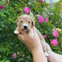 Promise - Apricot female Goldendoodle puppy in Wharton, Texas from Little Fur Friends