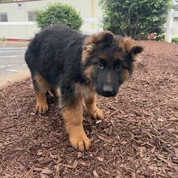 Loretta - Black and red female German Shepherd puppy in Vintondale, Pennsylvania from Causey's Critters