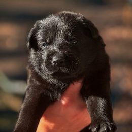 Hannibal (Dark Blue Collar) - Black male German Shepherd puppy in Chattanooga, Tennessee from Lucianhaus