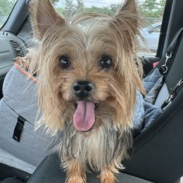 May - Yorkshire Terrier