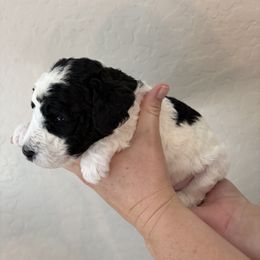 Oreo - Parti male Goldendoodle puppy in Surprise, Arizona from Arizona West Valley Goldendoodles