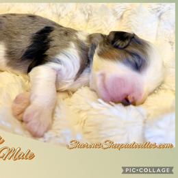 Glacier - Merle male Sheepadoodle puppy in Roseburg, Oregon from Sharon’s Sheepadoodle’s