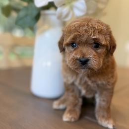 Sweetie - Red  female Goldendoodle puppy in Temecula, California from Country Hills Doodles