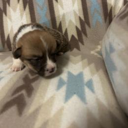 Mossy - Red male Pembroke Welsh Corgi puppy in Maupin, Oregon from Bailey Nannini