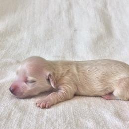 Scary - Cream female Dachshund puppy in Sebring, Florida from Mini Weenies