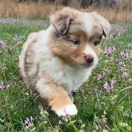Angel - Red merle female Miniature Australian Shepherd puppy in Greensboro, North Carolina from Mike & Josh Mini & Toy Aussies