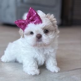 White and tan girl - White female Shih Tzu puppy in Sarasota, Florida from Platinum Paws Puppies