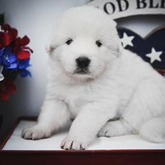 Border Collie, Bordoodle, and Maremma Sheepdog Puppies from 2J 2K Border Collies