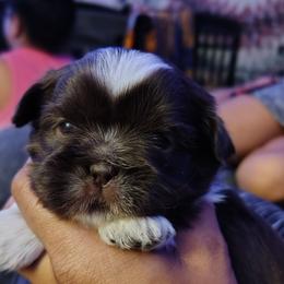 Mini Chaos - Liver and white female Shih Tzu puppy in Memphis, Tennessee from Thorntons Fur Crew
