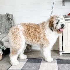 Millie - Bernedoodle