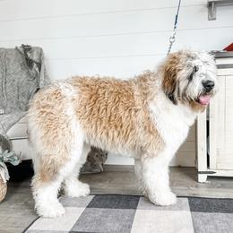 Millie - Bernedoodle