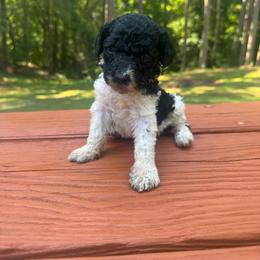 Girl 6 - Parti female Poodle puppy in Bremen, Georgia from Kelley’s Poodle Patch