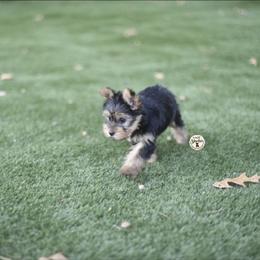 Hagrid - Black and tan male Yorkshire Terrier puppy in Petersburg, Virginia from Louie yorkie crustables