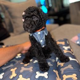 GOYARD ORANGE FEMALE - Black female Poodle puppy in Porter, Texas from KD's Luxury Nursery