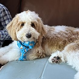 Australian Cobberdog Puppies from Mud Pies Australian Cobberdogs