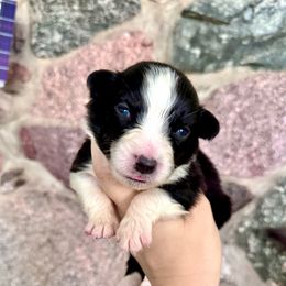 Nyx - Black tri-color female Australian Shepherd puppy in Kalamazoo County, Michigan from Loveland Kennels