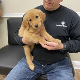 Golden Retriever Puppies from Sydney’s Goldens