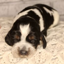 Girl 4 - Black white and tan English Springer Spaniel puppy in Swainsboro, Georgia from Sweet Georgia Springers