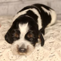 Girl 4 - Black white and tan English Springer Spaniel puppy in Swainsboro, Georgia from Sweet Georgia Springers