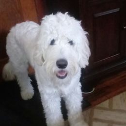 Nola - Goldendoodle
