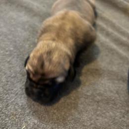Boy 1 - Tawny male Boerboel puppy in Flemingsburg, Kentucky from Aussgardian Boerboels