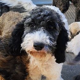 Honor - Sable and white male Cockapoo puppy in Mancelona, Michigan from Lavender poodles & doodles