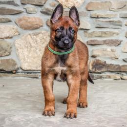 Belgian Malinois from Royaume Malinois