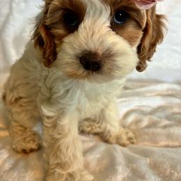 Peach - Red and white female Cockapoo puppy in Adrian, Oregon from ApplebyFarm