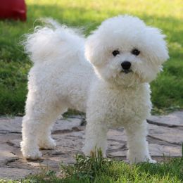 Tex - Bichon Frise