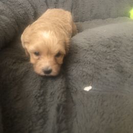 Lilly - Cream female Maltipoo puppy in Hudson, Indiana from A&G Maltipoos