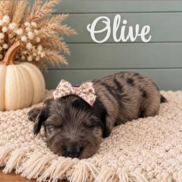 Olive - Merle female Goldendoodle puppy in Charlotte, North Carolina from Hopeful Heart Doodles