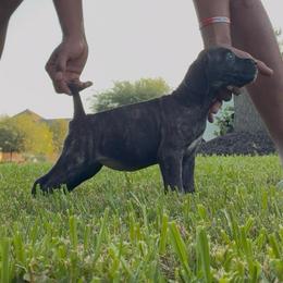 Girl 4 - Black brindle female Cane Corso puppy in Sienna, Texas from Robinson Elite Corsos