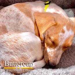 Buttercup - Piebald female Dachshund puppy in Toquerville, Utah from Rockindachs