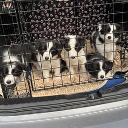 Border Collie Puppies from Dreams Come True