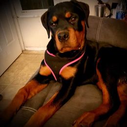 Rottweiler Puppies from Spoon River Rottweilers