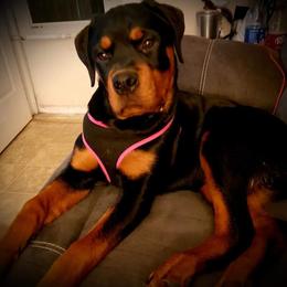 Rottweiler Puppies from Spoon River Rottweilers