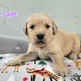 Sage - Light golden female Golden Retriever puppy in Marietta, Oklahoma from Dogs of Diamond B