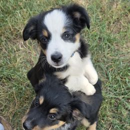 Blue Collar - Frank - Black tri male Miniature Australian Shepherd puppy in Aurora, Missouri from Barnyard Mini Aussies