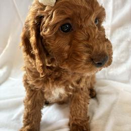 Ice - Red and white female Cockapoo puppy in Adrian, Oregon from ApplebyFarm