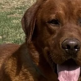 Hatfield - Labrador Retriever