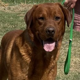 Hatfield - Labrador Retriever